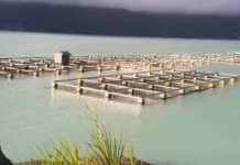 “Upwelling” Meluas ke Seked dan Toya Bungkah, 20 Ton Ikan di Danau Batur Mati