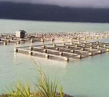 “Upwelling” Meluas ke Seked dan Toya Bungkah, 20 Ton Ikan di Danau Batur Mati