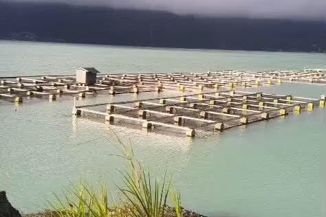 “Upwelling” Meluas Ke Seked Dan Toya Bungkah, 20 Ton Ikan Di Danau Batur Mati 1