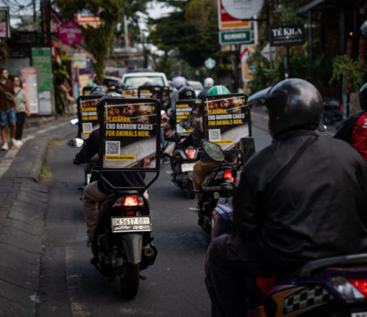 Aktivis Dorong Plataran Ubud Terapkan Kebijakan Telur Bebas Kandang