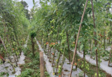 Harga Tomat Anjlok di Tingkat Petani, di Tegallalang Dibeli Rp 6.000 per kg
