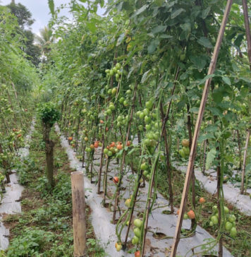 Harga Tomat Anjlok di Tingkat Petani, di Tegallalang Dibeli Rp 6.000 per kg
