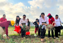 Anak Usia Dini Diperkenalkan Budidaya Bawang Merah dan Jagung Manis