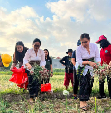 Anak Usia Dini Diperkenalkan Budidaya Bawang Merah dan Jagung Manis