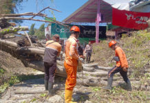 Angin Kencang, Pohon Tua dan Lapuk Tumbang di Sejumlah Wilayah Buleleng