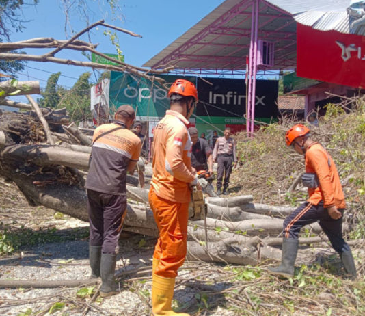 Angin Kencang, Pohon Tua dan Lapuk Tumbang di Sejumlah Wilayah Buleleng