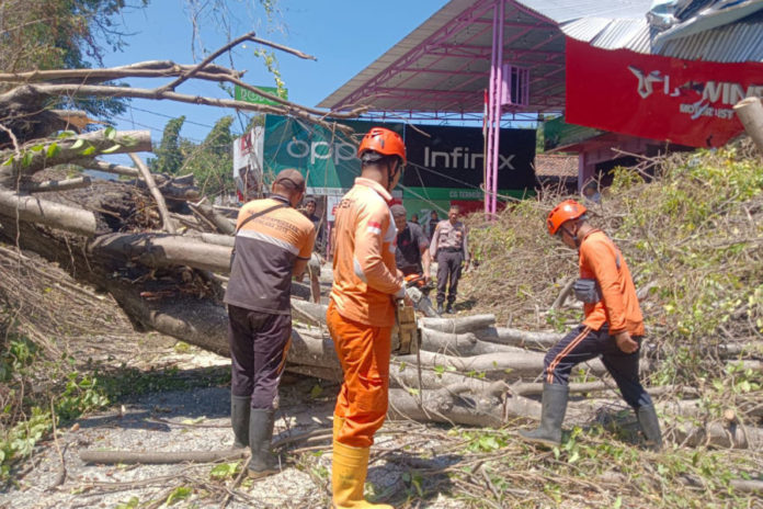 Angin Kencang, Pohon Tua Dan Lapuk Tumbang Di Sejumlah Wilayah Buleleng 1
