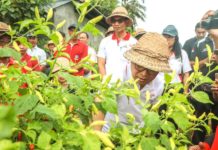 Antisipasi Kelangkaan Cabai Saat Musim Hujan, Badung Siapkan 42 Hektare Lahan