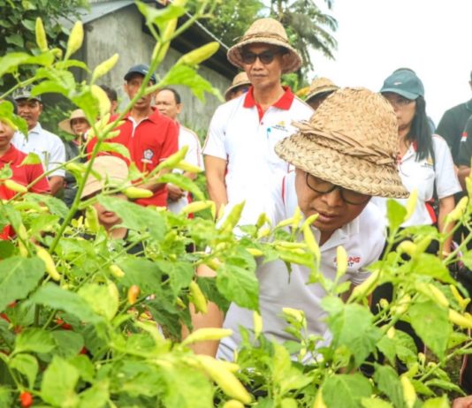 Antisipasi Kelangkaan Cabai Saat Musim Hujan, Badung Siapkan 42 Hektare Lahan