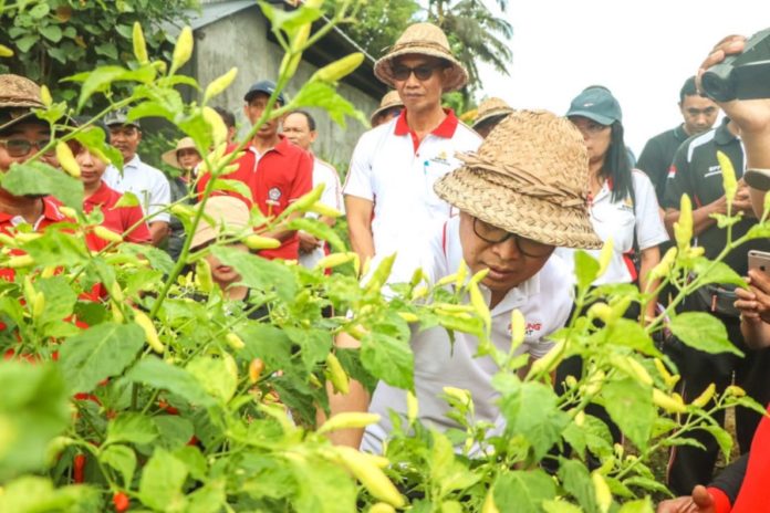 Antisipasi Kelangkaan Cabai Saat Musim Hujan, Badung Siapkan 42 Hektare Lahan 1