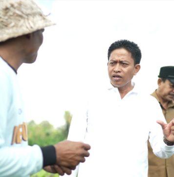 Antisipasi Kelangkaan Cabai Saat Musim Hujan, Badung Siapkan 42 Hektare Lahan