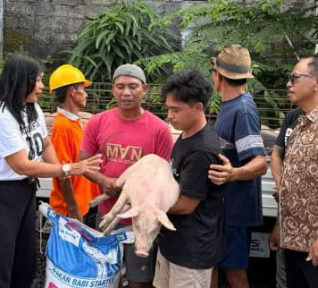Bantuan Bibit Babi di Denpasar Tahun Ini Sasar Ubung Kaja, Diglontorkan 30 Ekor