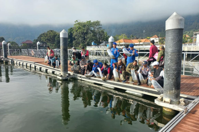 Belasan Ribu Benih Nila Ditebar Di Danau Batur 1