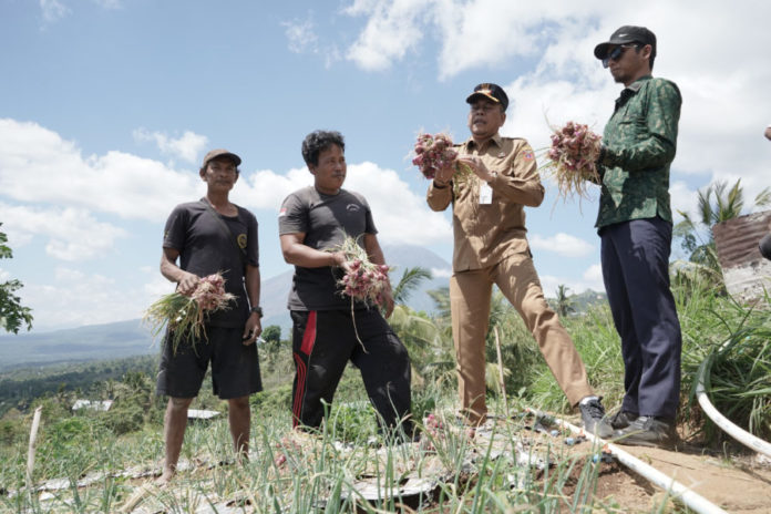Bupati Gus Par Bersama Petani Panen Perdana Bawang Di Musim Kemarau 1