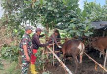 Cegah Penyebaran PMK, Gianyar Gencarkan Vaksinasi Ternak Sapi