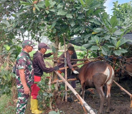 Cegah Penyebaran PMK, Gianyar Gencarkan Vaksinasi Ternak Sapi Milik Warga