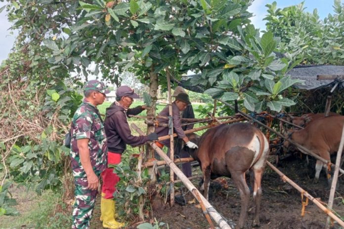 Cegah Penyebaran PMK, Gianyar Gencarkan Vaksinasi Ternak Sapi Milik Warga 1