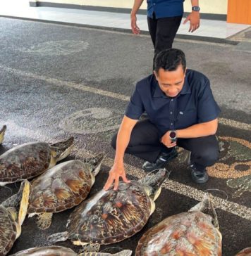 Cegah Penyelundupan Penyu dan BL, Ditpolairud Polda Bali Intensifkan Patroli di Jembrana-Buleleng