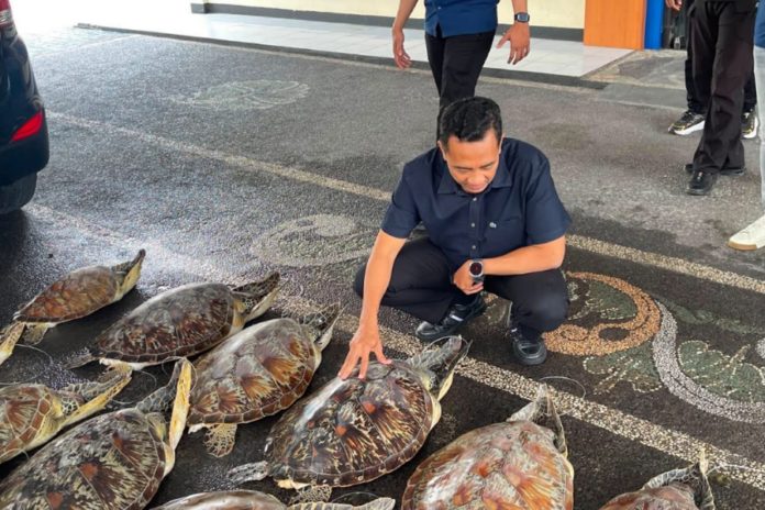 Cegah Penyelundupan Penyu Dan BL, Ditpolairud Polda Bali Intensifkan Patroli Di Jembrana Buleleng 1