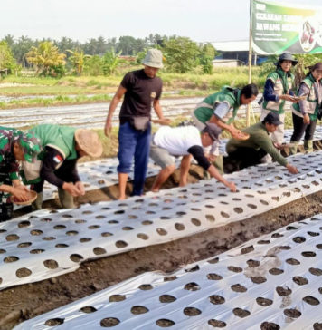 Jaga Ketahanan Pangan, Distan Gelar Gerakan Tanam Bawang Merah di Desa Medahan