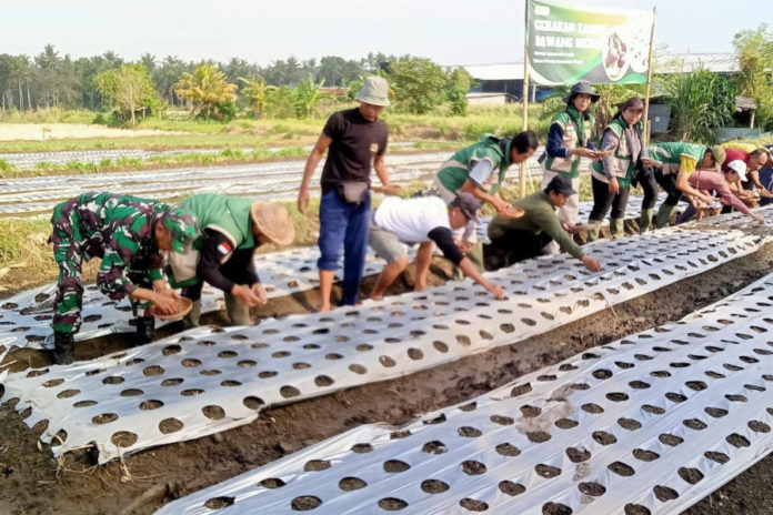 Jaga Ketahanan Pangan, Distan Gelar Gerakan Tanam Bawang Merah Di Desa Medahan 1