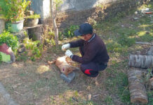 Kasus Rabies di Jembrana Capai 54, Desa Diminta Intensifkan Pendataan HPR