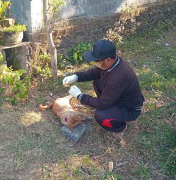 Kasus Rabies di Jembrana Capai 54, Desa Diminta Intensifkan Pendataan HPR