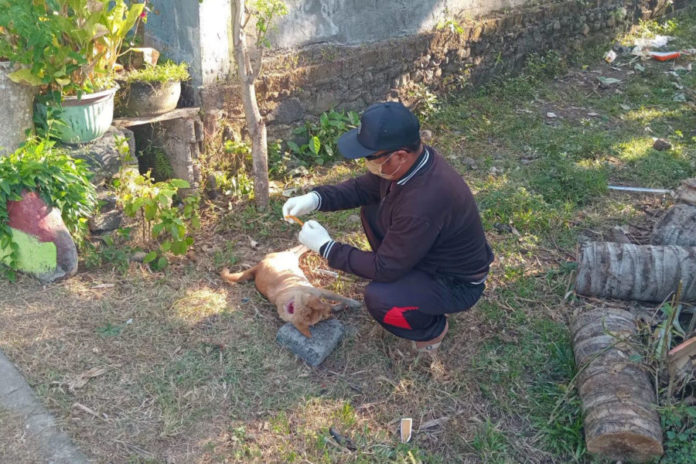 Kasus Rabies Di Jembrana Capai 54, Desa Diminta Intensifkan Pendataan HPR 1