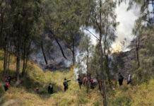 Kebakaran di Bromo Diduga Karena Aktivitas Manusia