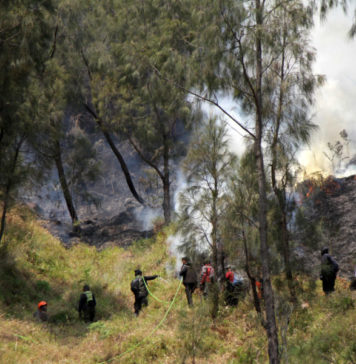 Kebakaran di Bromo Diduga Karena Aktivitas Manusia