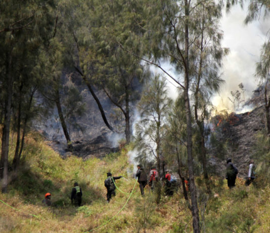 Kebakaran di Bromo Diduga Karena Aktivitas Manusia