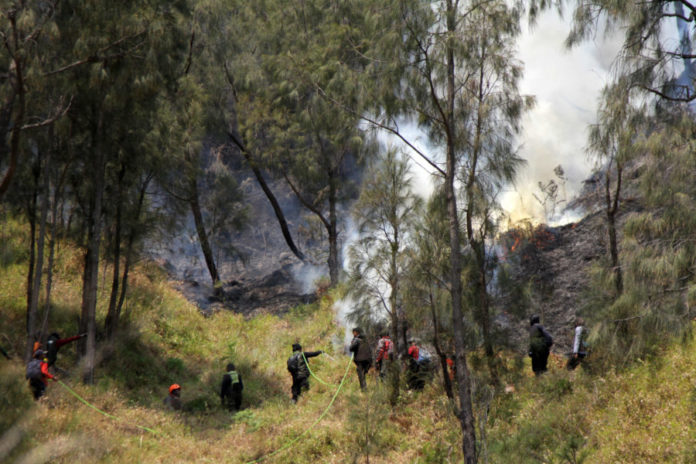 Kebakaran Di Bromo Diduga Karena Aktivitas Manusia 1