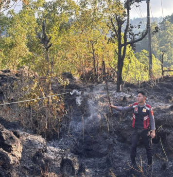 Kebakaran Hutan di TWA Gunung Batur Hanguskan 2 Hektar Lahan