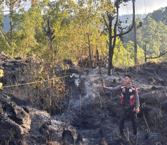 Kebakaran Hutan di TWA Gunung Batur Hanguskan 2 Hektar Lahan