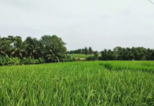 Kemarau, Tabanan Perkuat Ketahanan Pangan dengan 30 Ton CPP