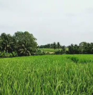 Kemarau, Tabanan Perkuat Ketahanan Pangan dengan 30 Ton CPP