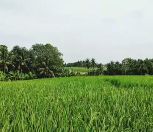 Kemarau, Tabanan Perkuat Ketahanan Pangan dengan 30 Ton CPP