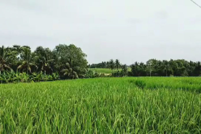 Kemarau, Tabanan Perkuat Ketahanan Pangan Dengan 30 Ton CPP 1