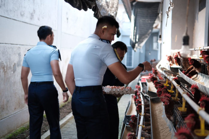 Lahan Sempit, Lapas Tabanan Hasilkan 90 Telur Sehari 1