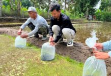 Minapadi Berbasis Subak Tumbuhkan Sentra Benih Nila Danau Batur