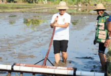 Modernisasi Melalui Metode PMAAS, Bupati Adi Arnawa Targetkan Produktivitas Padi 12 Ton Per Hektare