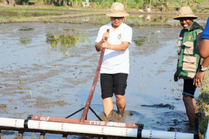 Modernisasi Melalui Metode PMAAS, Bupati Adi Arnawa Targetkan Produktivitas Padi 12 Ton Per Hektare 1