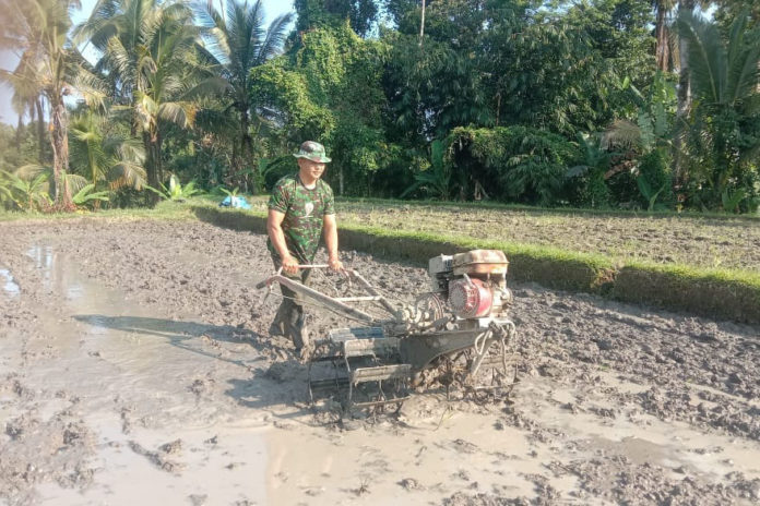 Musim Tanam Agustus Dikebut, Babinsa Turun Langsung Ke Sawah 1