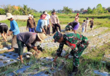 Panen Raya Bawang Merah di Subak Celuk Medahan, Hasil Capai 10 Ton per Hektar