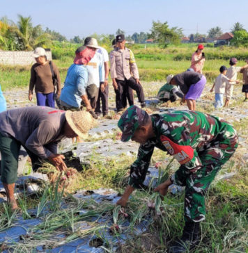 Panen Raya Bawang Merah di Subak Celuk Medahan, Hasil Capai 10 Ton per Hektar