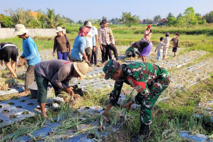 Panen Raya Bawang Merah Di Subak Celuk Medahan, Hasil Capai 10 Ton Per Hektar 1