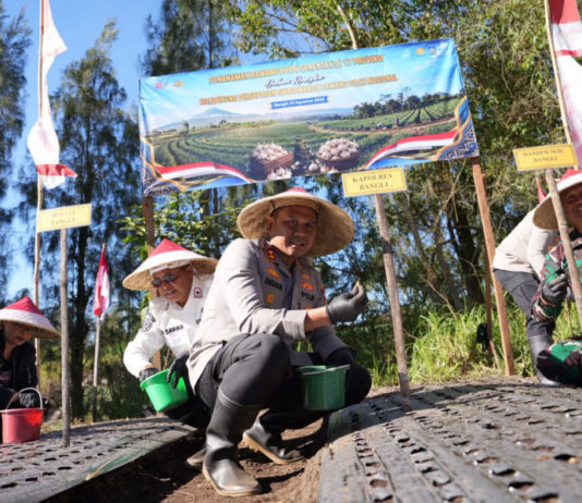 Petani di Bangli Kurang Tertarik Budidaya Bawang Putih, Ini Alasannya