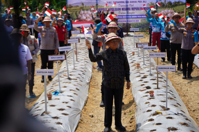 Perkuat Swasembada Pangan, Gubernur Koster Dukung Gerakan Serentak Penanaman Bawang Putih 1