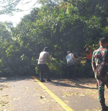 Pohon Jati Tumbang di Gilimanuk, Arus Lalin Sempat Tersendat