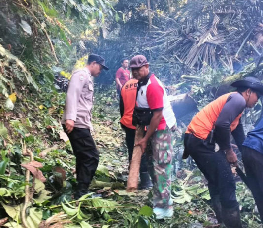 Pohon Tumbang Halangi Jalan, Arus Lalin Sempat Terganggu